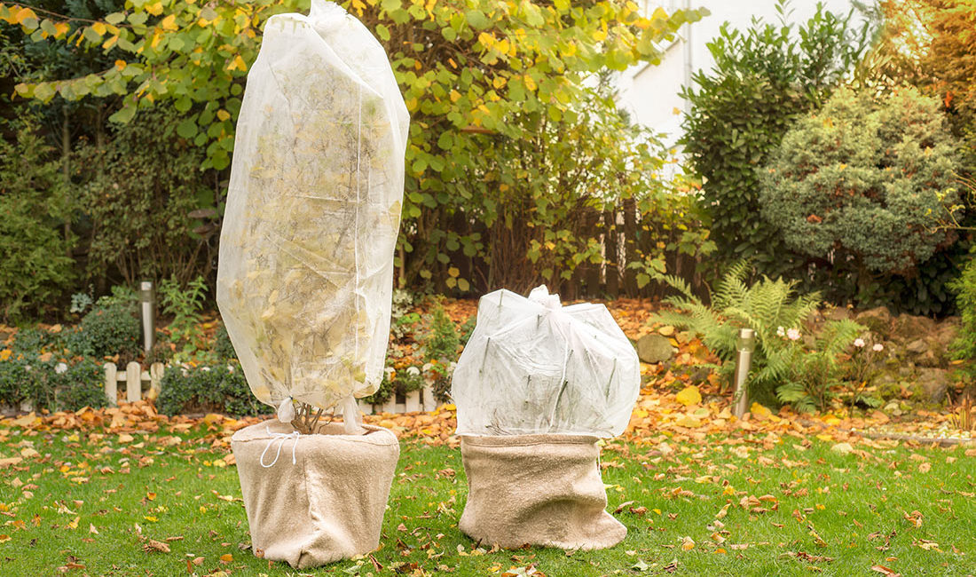 How To Protect Your Plants In Winter